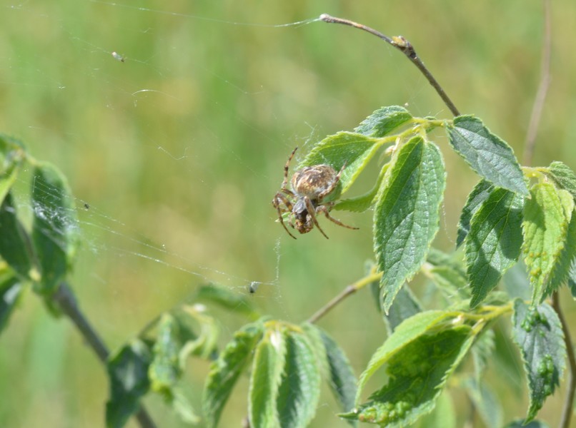 Agalenatea redii su una piantina di Bagolaro